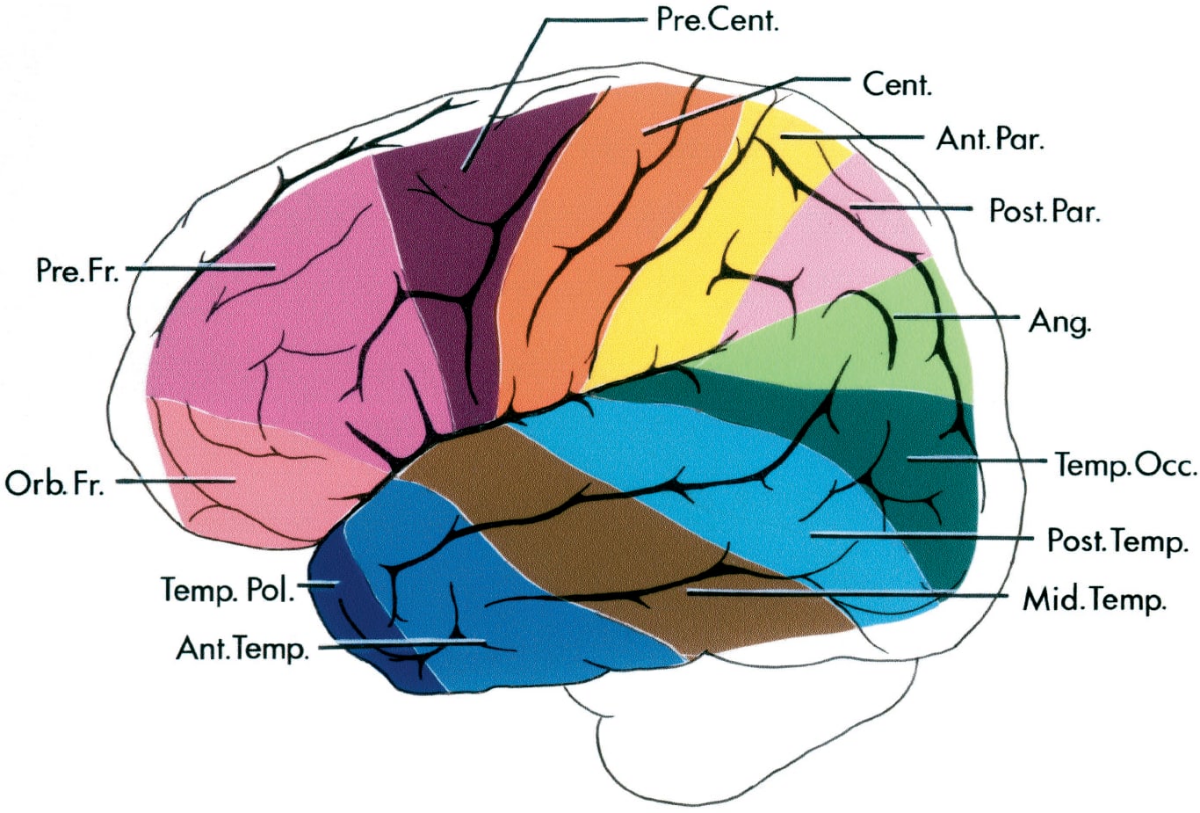 Classification of the Cortical Areas | Neuroanatomy | The Neurosurgical ...