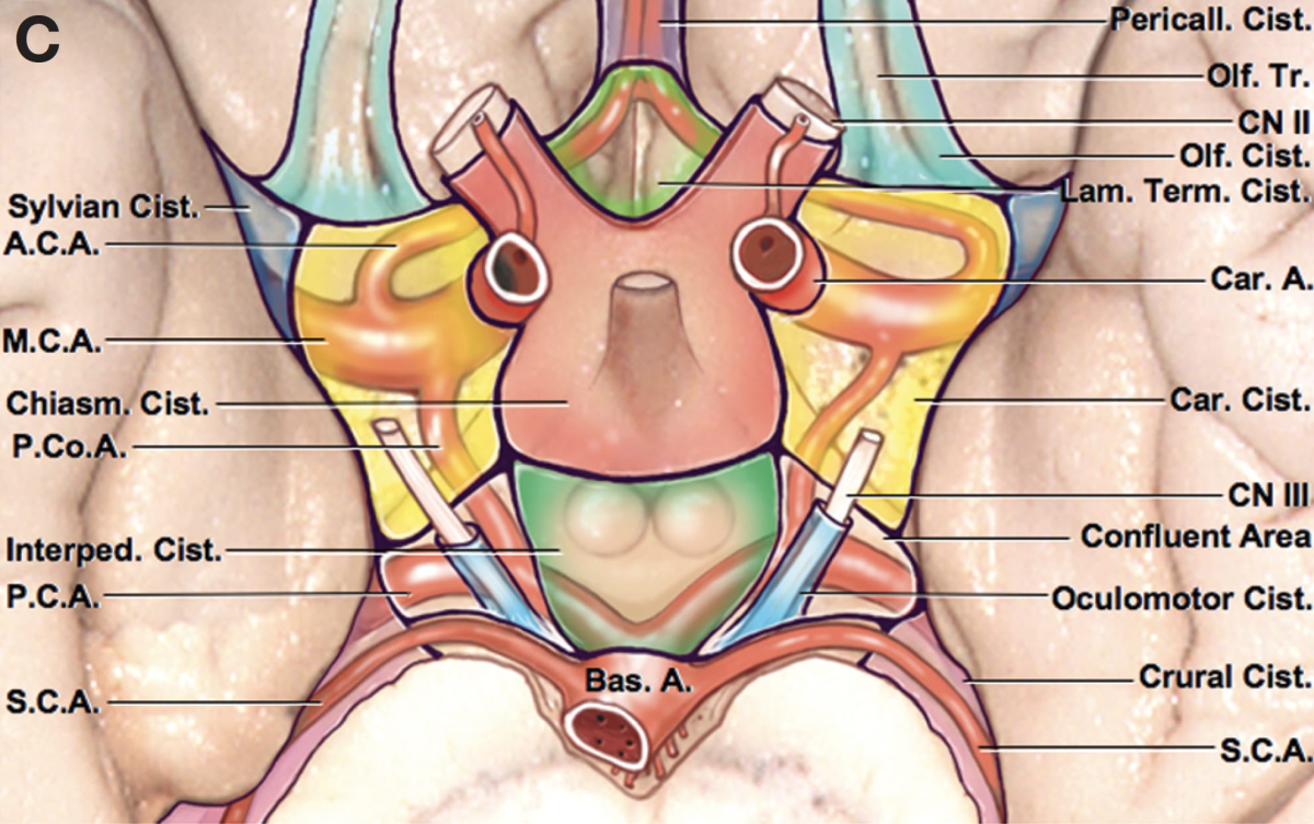 Inferior View of Basal Cisterns | Neuroanatomy | The Neurosurgical Atlas