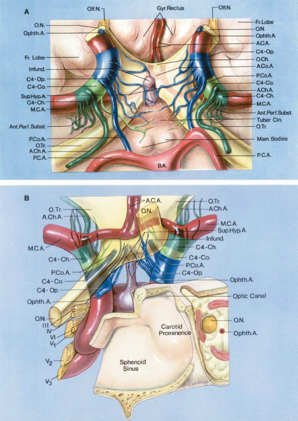 Perforating Branches of the ICA A-B | Neuroanatomy | The Neurosurgical ...