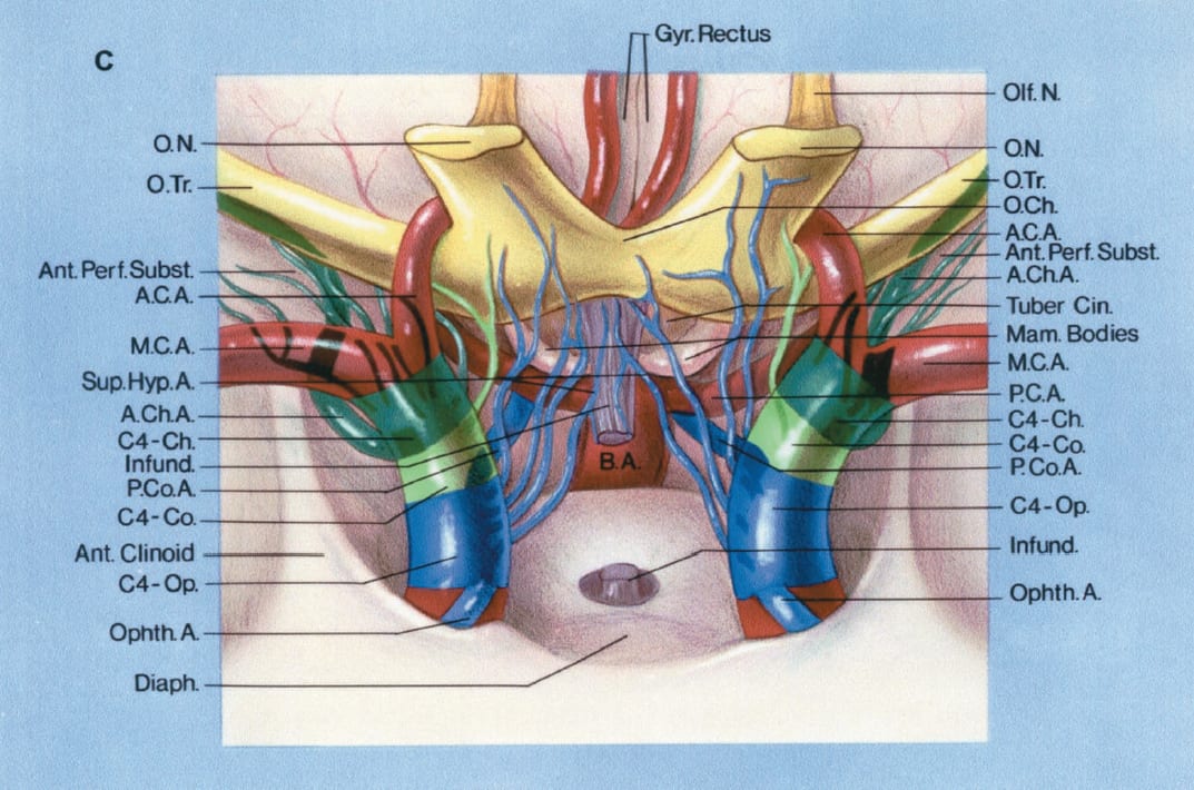 Perforating Branches of the ICA C | Neuroanatomy | The Neurosurgical Atlas