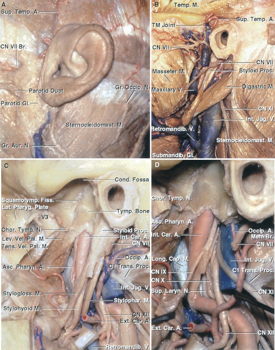 Stepwise Dissection of the Structures Superficial to and Surrounding ...