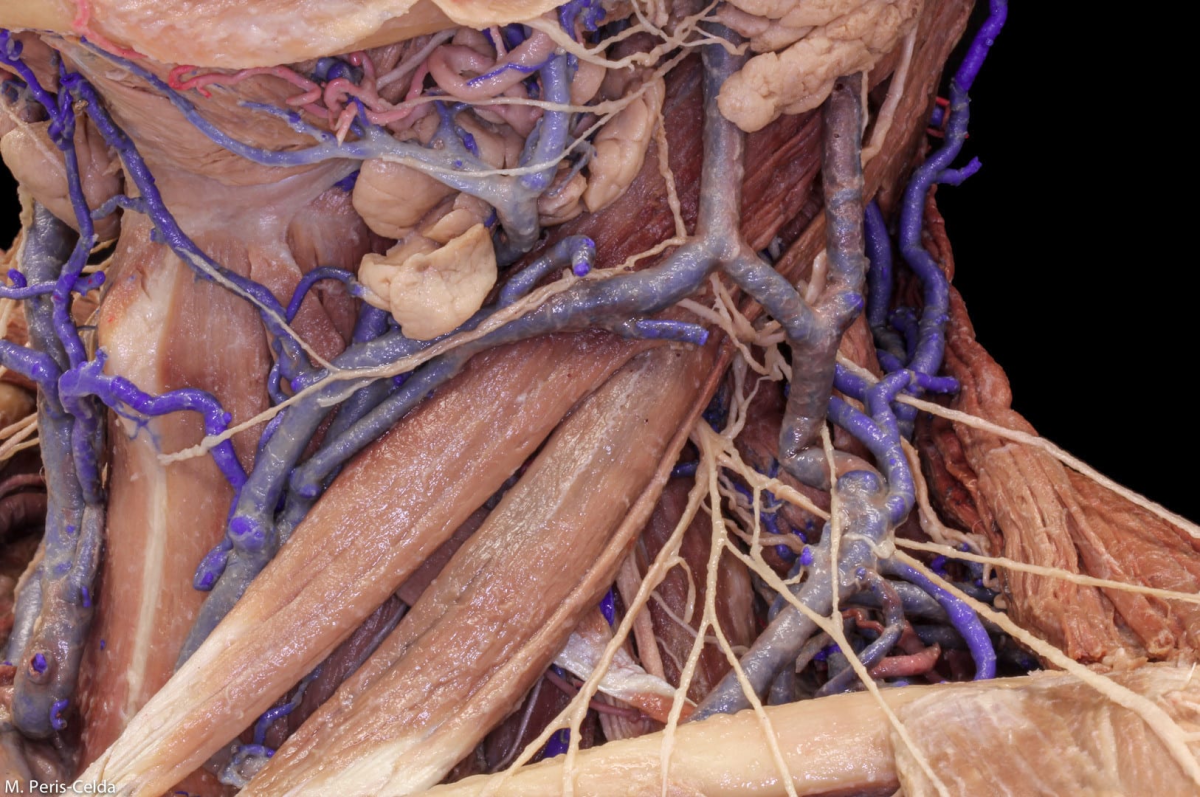 Triangles of the Neck | Neuroanatomy | The Neurosurgical Atlas