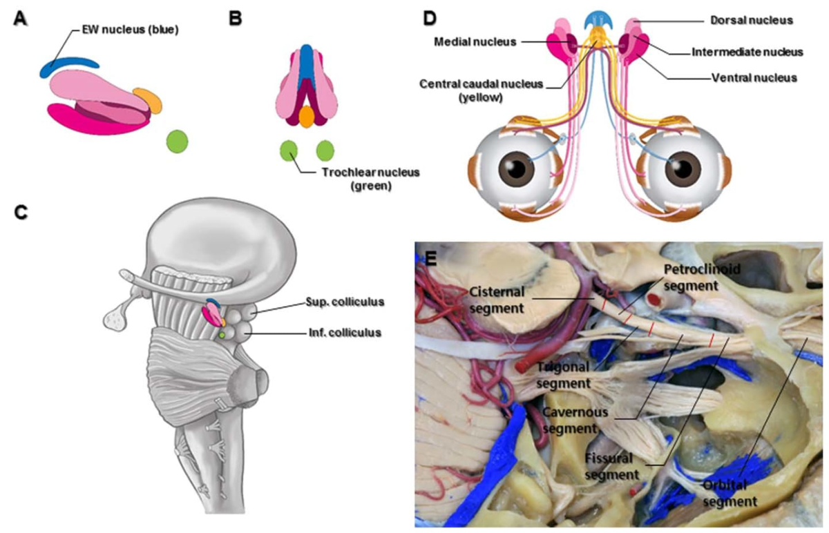 健康・医学 Neuroanatomy of the Oculomotor System 2 Oculomotor Nerve | Cohen Collection | Volumes | The Neurosurgical